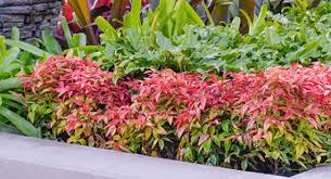 Free shipping on all orders over $199. Which Nandina Is Best For You Australian Plants Online