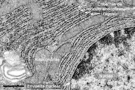 la célula 5 retículo endoplasmático