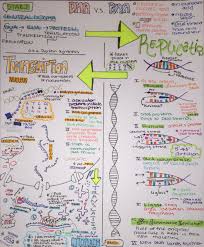 Notes On Central Dogma Biology Classroom Study Biology