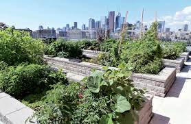 urban agriculture as a climate change