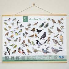 best bird identifier charts discover