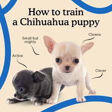 how to train a chihuahua puppy the