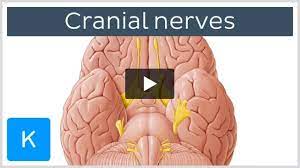 motor cranial nerves anatomy