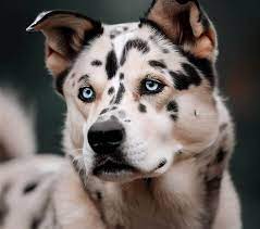 Dalmation husky