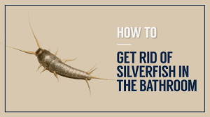 Get Rid Of Silverfish In The Bathroom