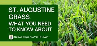 st augustine gr how to grow and