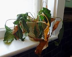 As soon as you see a troubling sign in. Dying Container Plants Why A Plant May Suddenly Die