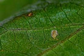 identifying plant pests and diseases
