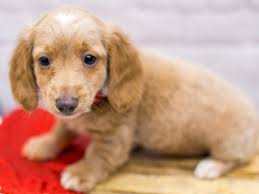 miniature dachshund puppy cream long