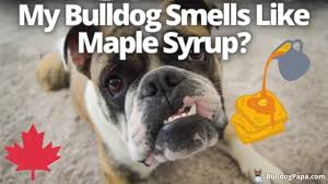 my bulldog smells like maple syrup