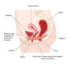 chronic pelvic pain aare urocare