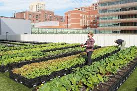 Rooftop Farm Nourishing Our Community