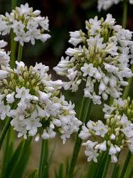 Spider plants come in a number of varieties and work well as hanging plants. Agapanthus Galaxy White Bluestone Perennials