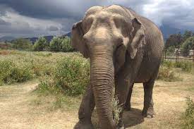 Global Sanctuary for Elephants gambar png