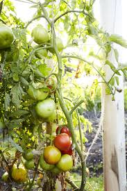 how to fertilize tomatoes for a big harvest