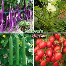 Asian Vegetable Seeds Mix