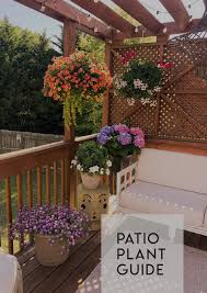 A Patio Plant Guide In Honor Of Design
