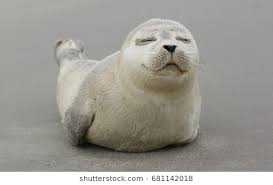 Image result for copyright free images - seals