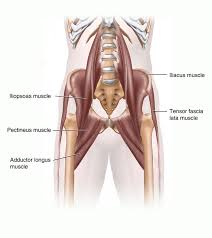 Depending on the situation, with the pelvis in a fixed position the muscles move around the thigh. Anatomy Of Hip Muscles Anatomy Drawing Diagram