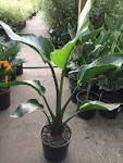 Image result for strelitzia