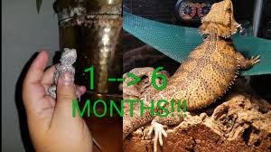 Bearded Dragon Growth From One To Six Months