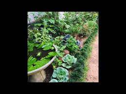sri lankan vegetables garden