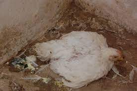 It is transmissible to humans. Newcastle Disease Virus Vaccine Valley