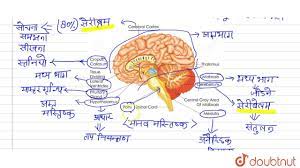 अ) पीयूष ग्रंथि को मास्टर ग्रंथि कहते हैं, क्यों ? (ब) मानव मस्तिष्क के  भागों के नाम लिखकर प्रत्येक भाग के एक-एक कार्य लिखिए |