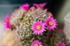 There are two types, the echinocactus and the ferrocactus. Container Gardening A Thriving Alternative To Planting In Harsh Desert Soil Video Las Vegas Review Journal