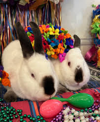 Alamo City House Rabbits