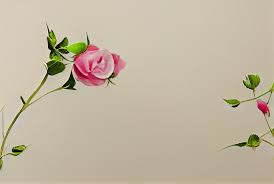 free rose flower on beige card background