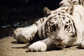 royalty free photo white tiger pickpik