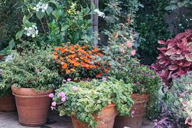 pictures of great container gardens