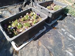 how to solarize a garden bed and why