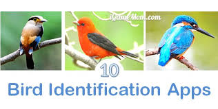 2.1 eclair or hi, there you can download apk file bird identification for android free, apk file version is 1.3 to download to your android device just click. 10 Apps Websites For Bird Identification