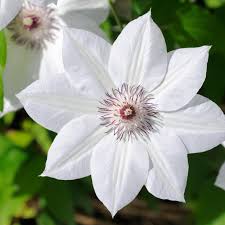 white flowers for your garden