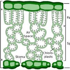 cross section of dicotyledonous leaf