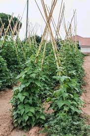 Growing Green Beans Bush Beans And