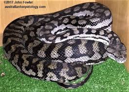 species listing of south australian pythons