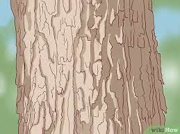 3 ways to identify sugar maple trees
