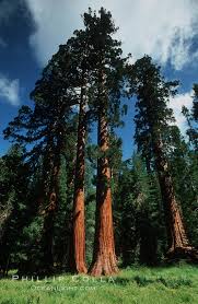 sequoia trees mariposa grove