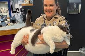 mive cat weighing over 40 pounds