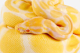 albino ball python care sheet