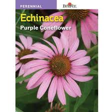 Which brand has the largest assortment of flower seeds at the home depot? Burpee Purple Coneflower Echinacea Seed 46938 The Home Depot
