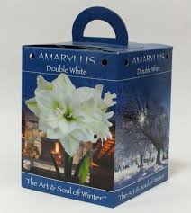 double white amaryllis gift box