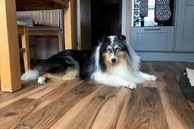 how your dog will react to new flooring