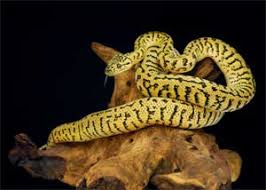 jaguar carpet python reptiles magazine