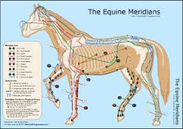 The Equine Meridians