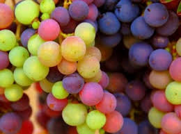 Guide To Rhone Valley Wine Grapes For Red And White Wine