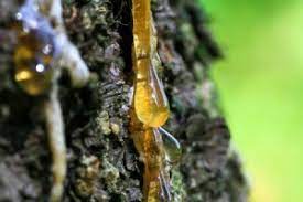 cleaning tree sap from carpet thriftyfun